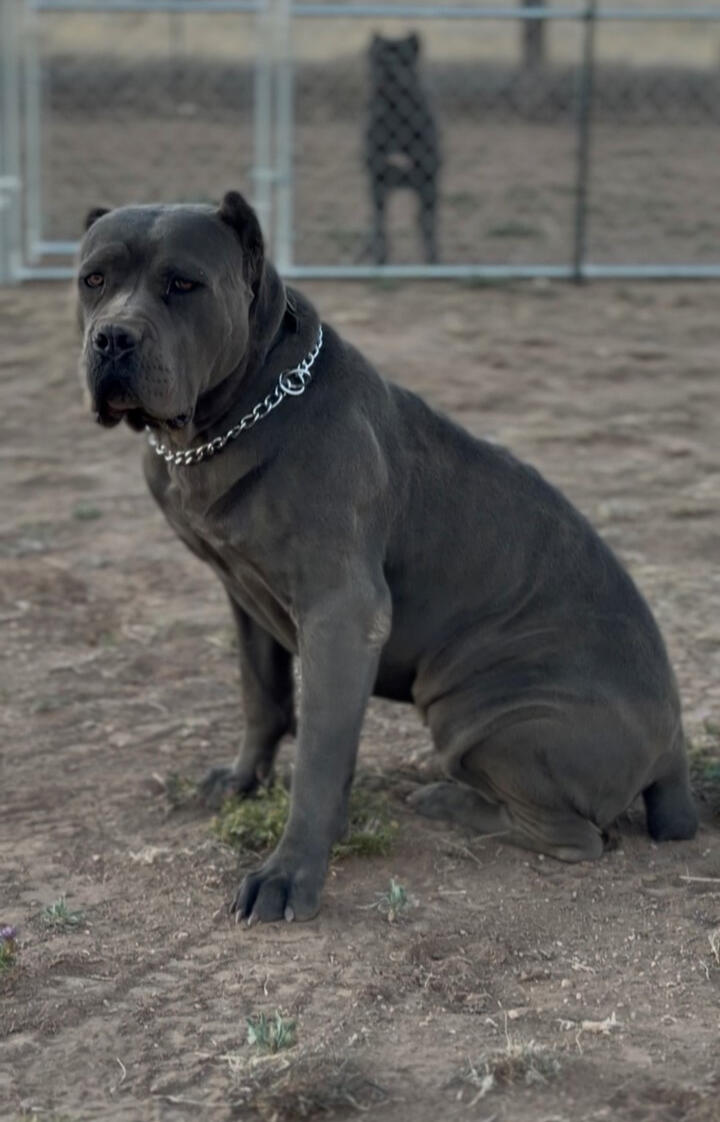 125 lbs Solid Structure, proven female